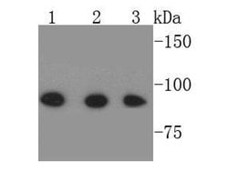Invitrogen STAT1 alpha/beta Polyclonal Antibody 100 &mu;L | Buy Online | Invitrogen&trade; | Fisher Scientific