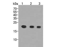 Invitrogen p21 ARC Polyclonal Antibody 100 &mu;L; Unconjugated:Antibodies,