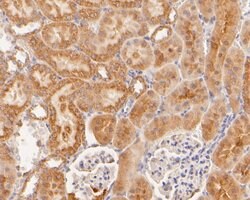 Invitrogen HPD Polyclonal Antibody 100 &mu;L; Unconjugated:Antibodies,