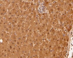 Invitrogen HPD Polyclonal Antibody 100 &mu;L; Unconjugated:Antibodies,