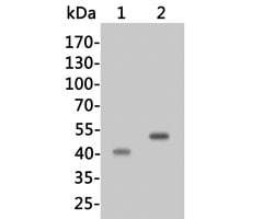 Invitrogen HPD Polyclonal Antibody 100 &mu;L; Unconjugated:Antibodies,