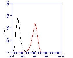 Invitrogen SAPAP1 Polyclonal Antibody 100 &mu;L; Unconjugated:Antibodies,