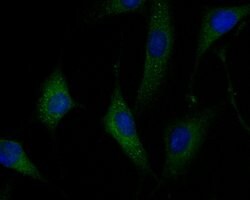 Invitrogen SAPAP1 Polyclonal Antibody 100 &mu;L; Unconjugated:Antibodies,