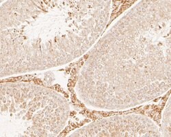 Invitrogen SAPAP1 Polyclonal Antibody 100 &mu;L; Unconjugated:Antibodies,