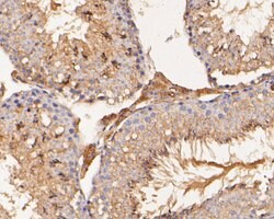 Invitrogen SAPAP1 Polyclonal Antibody 100 &mu;L; Unconjugated:Antibodies,