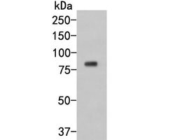 Invitrogen SAPAP1 Polyclonal Antibody 100 &mu;L; Unconjugated:Antibodies,