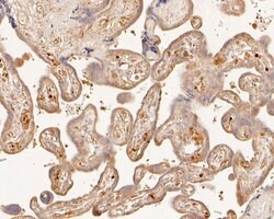 Invitrogen PDCD6 Polyclonal Antibody 100 &mu;L; Unconjugated:Antibodies,