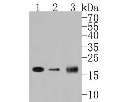 Invitrogen PDCD6 Polyclonal Antibody 100 &mu;L; Unconjugated:Antibodies,