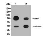 DPYSL3 Polyclonal Antibody, Invitrogen™