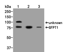 Invitrogen GFPT1 Polyclonal Antibody 100 &mu;L; Unconjugated:Antibodies,