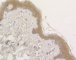 OAS3 Polyclonal Antibody, Invitrogen 100 &mu;L; Unconjugated:Antibodies,
