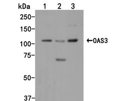 OAS3 Polyclonal Antibody, Invitrogen 100 &mu;L; Unconjugated:Antibodies,