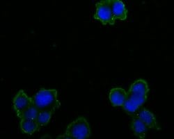 Invitrogen OTC Polyclonal Antibody 100 &mu;L; Unconjugated:Antibodies,