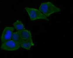 Invitrogen Munc13-4 Polyclonal Antibody 100 &mu;L; Unconjugated:Antibodies,