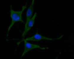 Invitrogen Munc13-4 Polyclonal Antibody 100 &mu;L; Unconjugated:Antibodies,