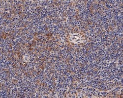 Invitrogen Munc13-4 Polyclonal Antibody 100 &mu;L; Unconjugated:Antibodies,