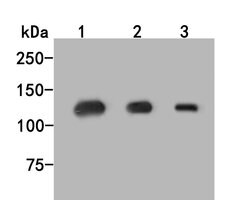 Invitrogen Munc13-4 Polyclonal Antibody 100 &mu;L; Unconjugated:Antibodies,