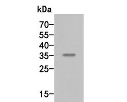 Invitrogen MEOX2 Polyclonal Antibody 100 &mu;L; Unconjugated:Antibodies,
