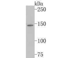 Invitrogen CDH10 Polyclonal Antibody 100 &mu;L; Unconjugated:Antibodies,