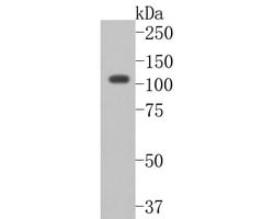 Invitrogen CDH10 Polyclonal Antibody 100 &mu;L; Unconjugated:Antibodies,