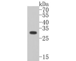 Invitrogen PLSCR1 Polyclonal Antibody 100 &mu;L; Unconjugated:Antibodies,