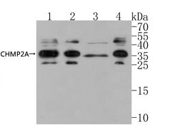 Invitrogen CHMP2A Polyclonal Antibody 100 &mu;L | Buy Online | Invitrogen&trade; | Fisher Scientific