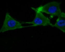 Invitrogen PER3 Polyclonal Antibody 100 &mu;L; Unconjugated:Antibodies,