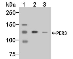 Invitrogen PER3 Polyclonal Antibody 100 &mu;L; Unconjugated:Antibodies,
