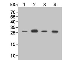Invitrogen CD69 Polyclonal Antibody 100 &mu;L; Unconjugated:Antibodies,