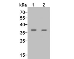 Invitrogen CD25 Polyclonal Antibody 100 μL; Unconjugated:Antibodies,