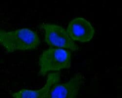 Invitrogen Syk Polyclonal Antibody 100 μL; Unconjugated:Antibodies,