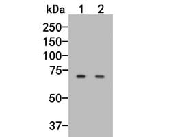 Invitrogen Syk Polyclonal Antibody 100 μL; Unconjugated:Antibodies,