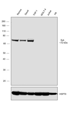 Invitrogen Syk Polyclonal Antibody 100 μL; Unconjugated:Antibodies,
