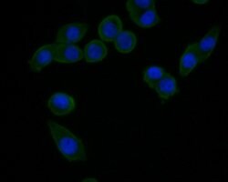 Invitrogen HSD3B1 Polyclonal Antibody 100 μL; Unconjugated:Antibodies,