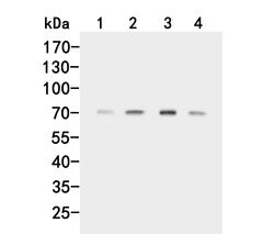 Invitrogen ACVR2A Polyclonal Antibody 100 &mu;L; Unconjugated:Antibodies,