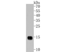 Invitrogen Ly-6C Polyclonal Antibody 100 &mu;L; Unconjugated:Antibodies,