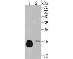 Invitrogen Ly-6C Polyclonal Antibody 100 &mu;L; Unconjugated:Antibodies,