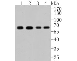 Invitrogen ATG14 Polyclonal Antibody 100 &mu;L; Unconjugated:Antibodies,