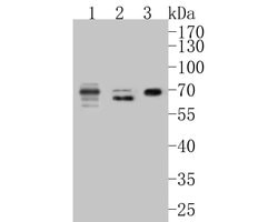 Invitrogen CEACAM8 Polyclonal Antibody 100 μL; Unconjugated:Antibodies,