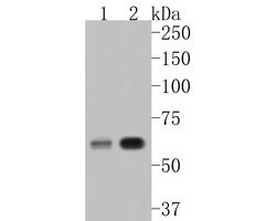 Invitrogen PPP3CC Polyclonal Antibody 100 &mu;L; Unconjugated:Antibodies,