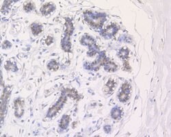 Invitrogen UAP56 Polyclonal Antibody 100 &mu;L; Unconjugated:Antibodies,