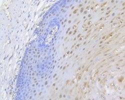 Invitrogen UAP56 Polyclonal Antibody 100 &mu;L; Unconjugated:Antibodies,