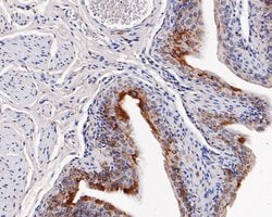 TRIM25 Polyclonal Antibody, Invitrogen 100 &mu;L; Unconjugated:Antibodies,