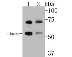TRIM25 Polyclonal Antibody, Invitrogen 100 &mu;L; Unconjugated:Antibodies,