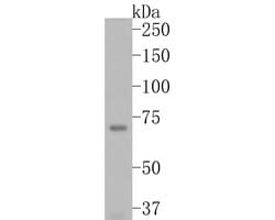 TRIM25 Polyclonal Antibody, Invitrogen 100 &mu;L; Unconjugated:Antibodies,