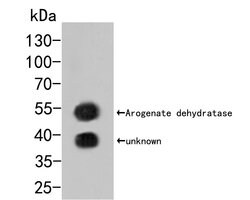 Invitrogen Arogenate Dehydratase Polyclonal Antibody 100 &mu;L; Unconjugated:Antibodies,