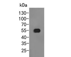 Invitrogen Arogenate Dehydratase Polyclonal Antibody 100 &mu;L; Unconjugated:Antibodies,