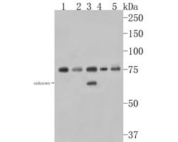 Invitrogen SNX9 Polyclonal Antibody 100 μL; Unconjugated:Antibodies,