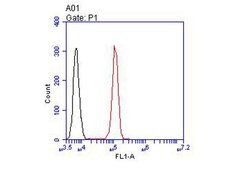 Invitrogen JNK2 Polyclonal Antibody 100 &mu;L; Unconjugated:Antibodies,