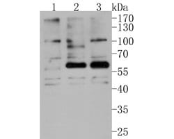 Invitrogen Phospho-AKT2 (Ser474) Polyclonal Antibody 100 μL; Unconjugated:Antibodies,